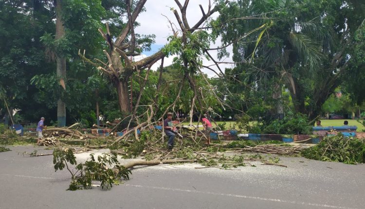 Rawan Tumbang, Pohon Turus Jalan Trembesi Dipangkas