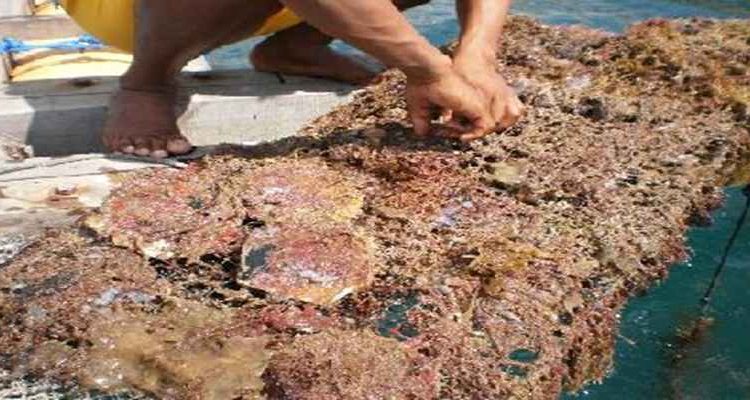 Perusahaan Budidaya Mutiara Ilegal di Minahasa Ini Disidik