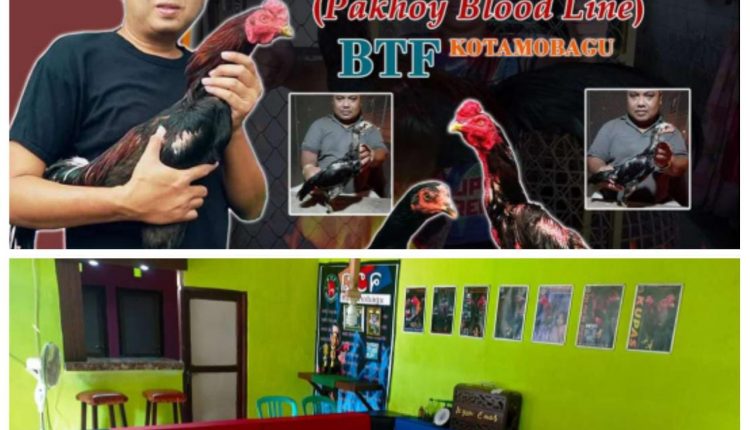 BTF Kotamobagu Ekspor Ternak Ayam Hingga Luar Negeri